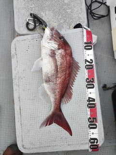 タイの釣果