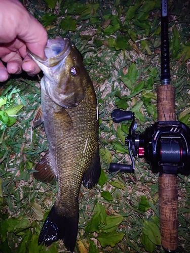 スモールマウスバスの釣果