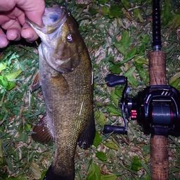 スモールマウスバス