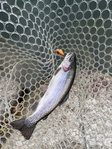 レインボートラウトの釣果