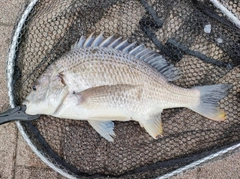 キビレの釣果
