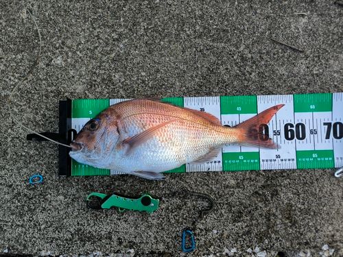 タイの釣果