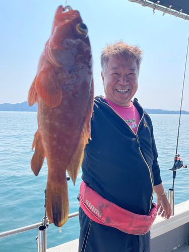 アコウの釣果