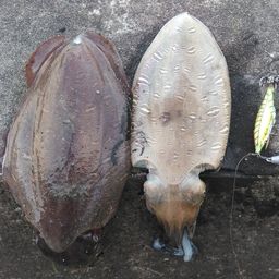 モンゴウイカ