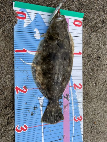 ヒラメの釣果