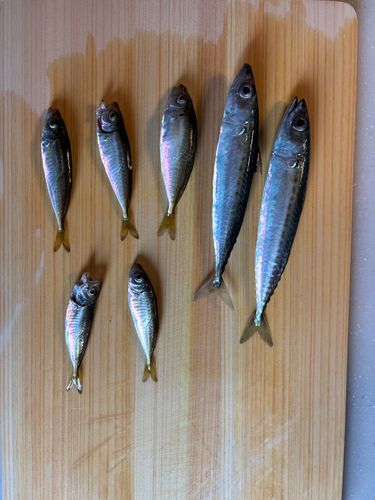 釣果
