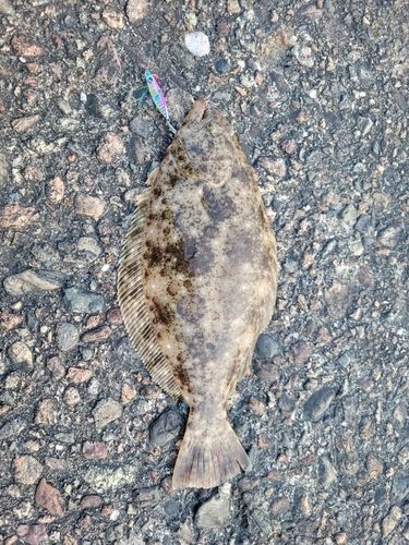 マゴチの釣果