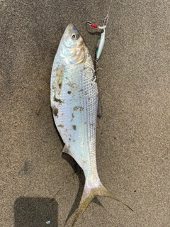 コノシロの釣果