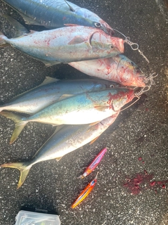 ワラサの釣果
