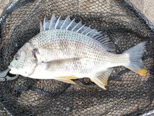 キビレの釣果