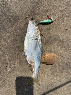 コノシロの釣果