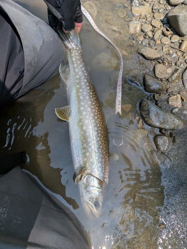 エゾイワナの釣果