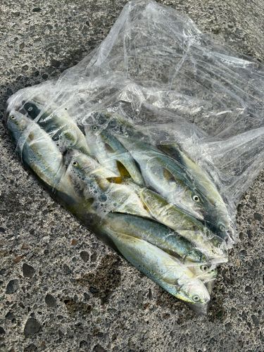ワカシの釣果