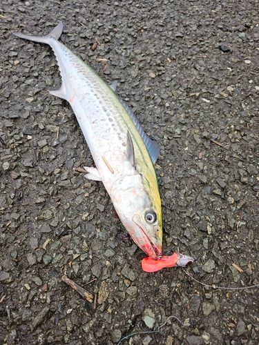 サゴシの釣果