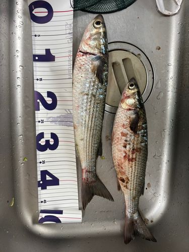 ミハラハナダイの釣果