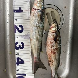 ミハラハナダイ