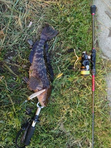 アイナメの釣果