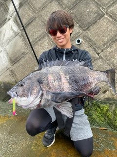 チヌの釣果
