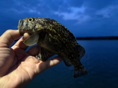 クロソイの釣果