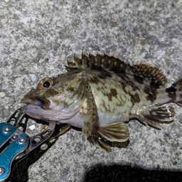 タケノコメバル