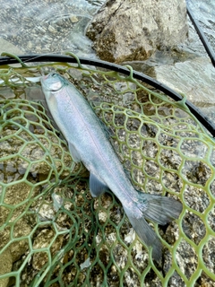 ニジマスの釣果