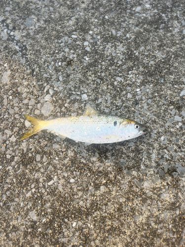 コノシロの釣果