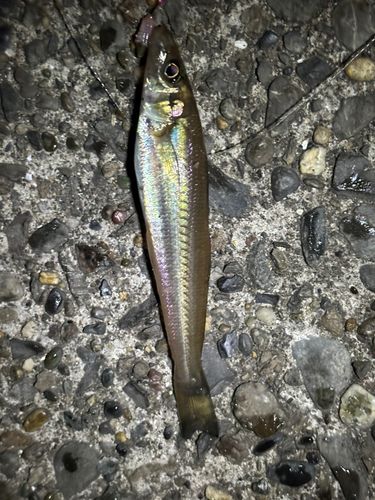 シロギスの釣果