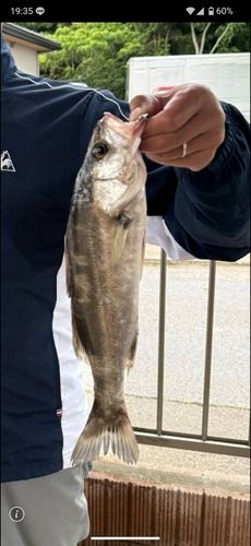 セイゴ（マルスズキ）