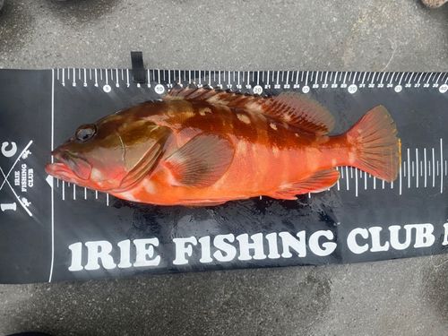 アカハタの釣果