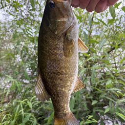 スモールマウスバス