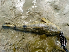 マゴチの釣果