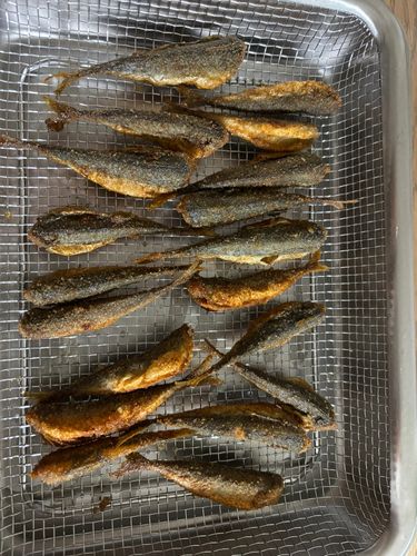 サバの釣果