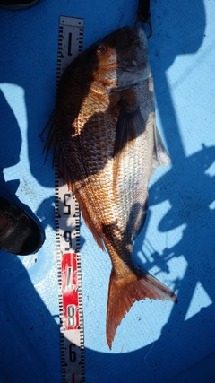 マダイの釣果