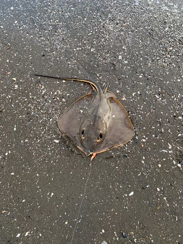 アカエイの釣果