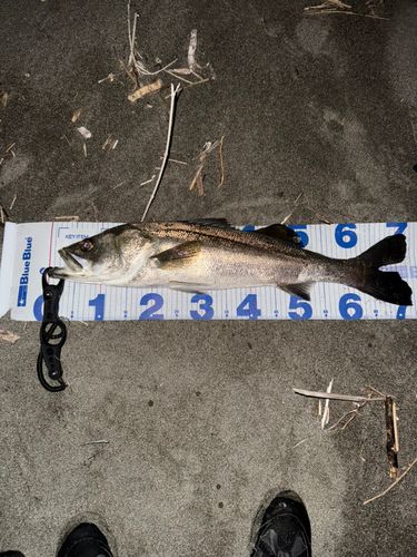 マルスズキの釣果