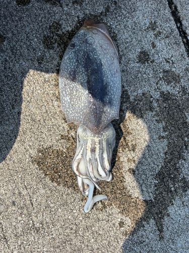 シリヤケイカの釣果
