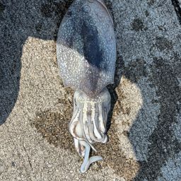 シリヤケイカ