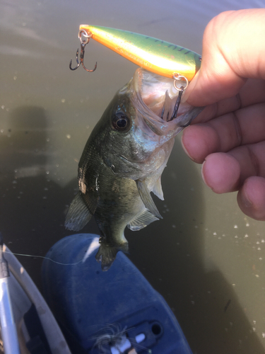 ラージマウスバスの釣果