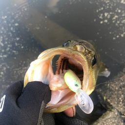 ラージマウスバス