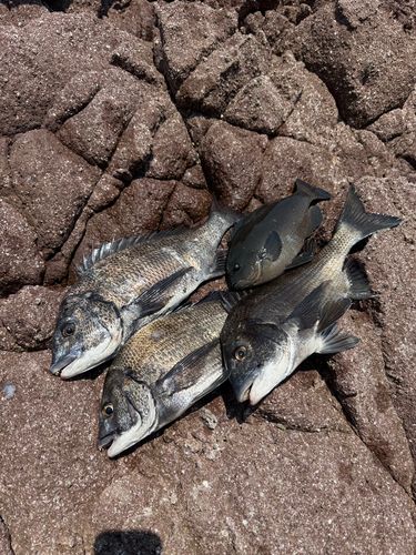 チヌの釣果