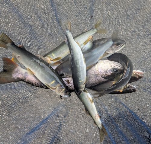 アユの釣果