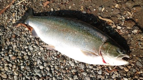 ニジマスの釣果