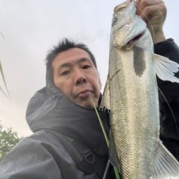 シーバス