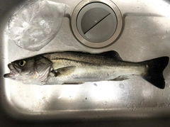 スズキの釣果