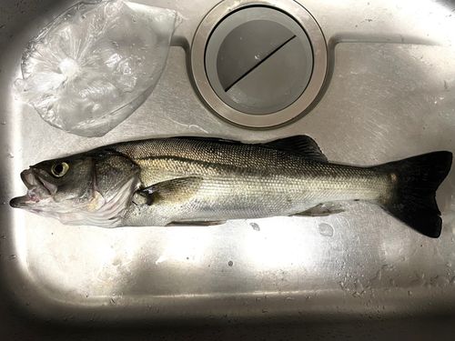 スズキの釣果