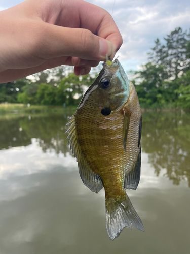 ブルーギルの釣果
