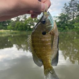 ブルーギル