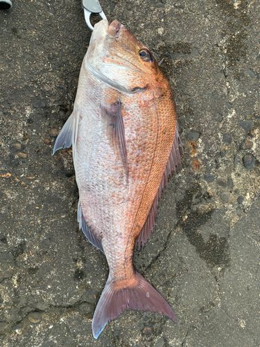 釣果