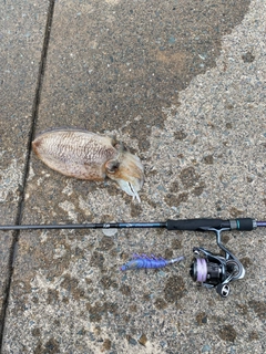コウイカの釣果