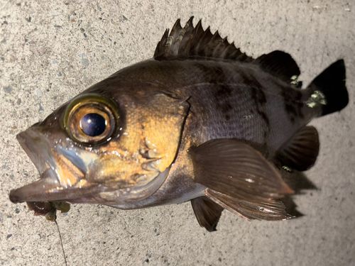 アオメバルの釣果
